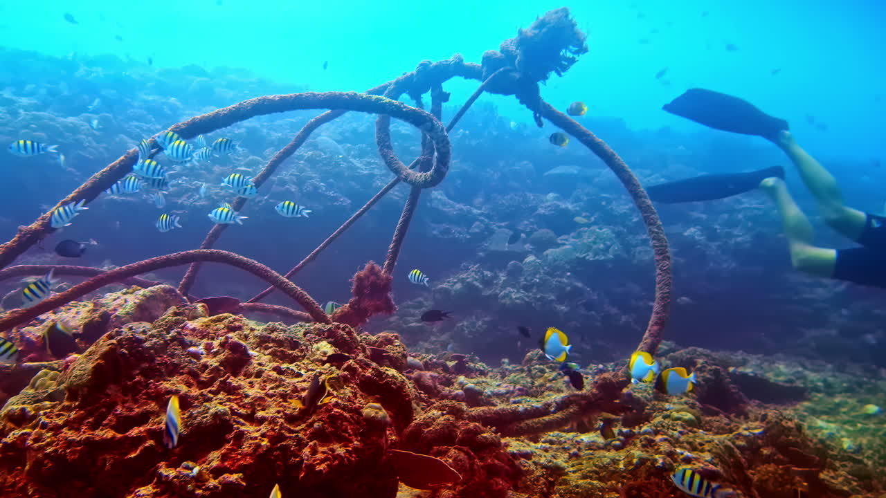 Penyelam menjelajahi terumbu karang dengan ikan-ikan berwarna-warni dan struktur tali yang sudah tua di bawah air laut yang jernih.