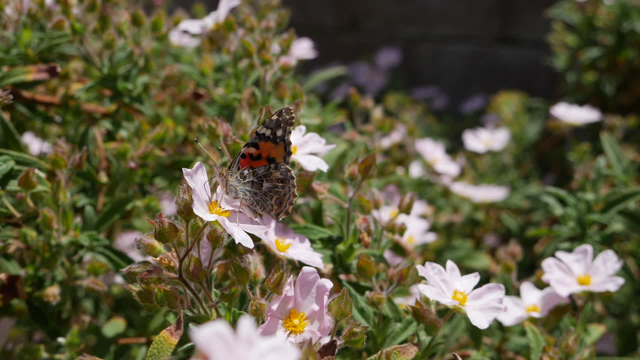 Close up of a painted lady butterfly in flight feeding on nectar and pollinating pink wild flowers in slow motion