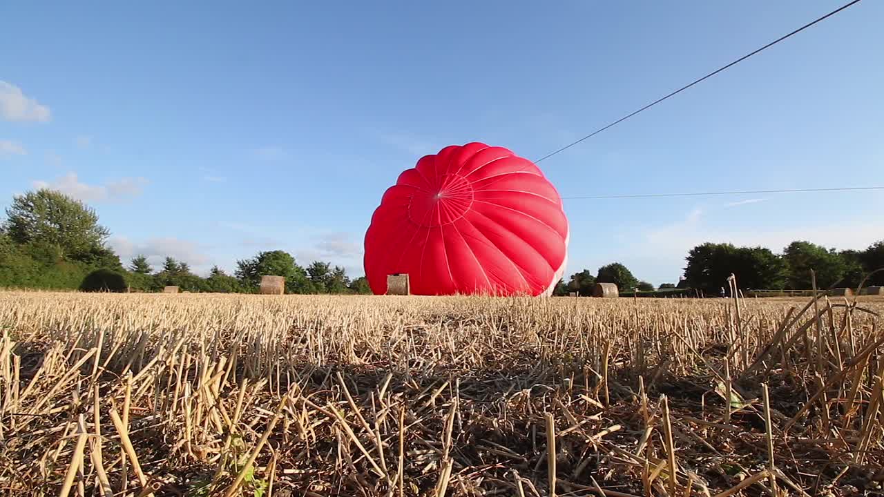 Hot air balloon being inflated in a corn field.