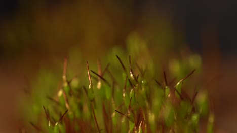 Macro-of-spore-bearing-capsules-of-ceratodon-purpureus-moss