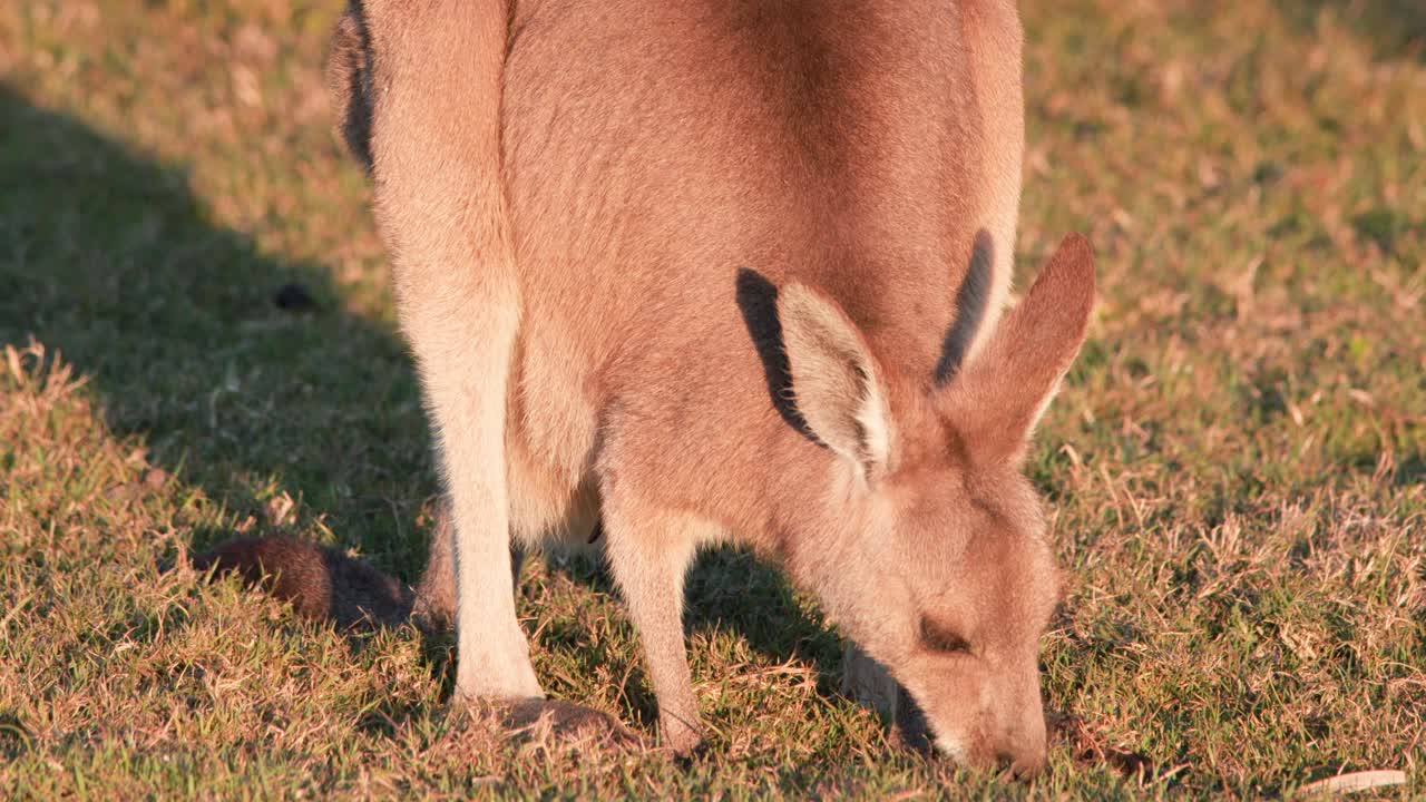 A young kangaroo feeds on grass in a sunlit Australian field, captured in steady close-up with warm, natural sunset lighting and minimal camera movement