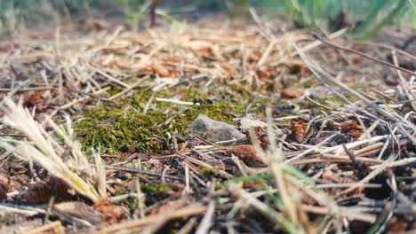 ants-carrying-twigs-and-straws-on-a-path-leading-over-a-mossy-ground,-one-ant-going-astray-and-then-returning