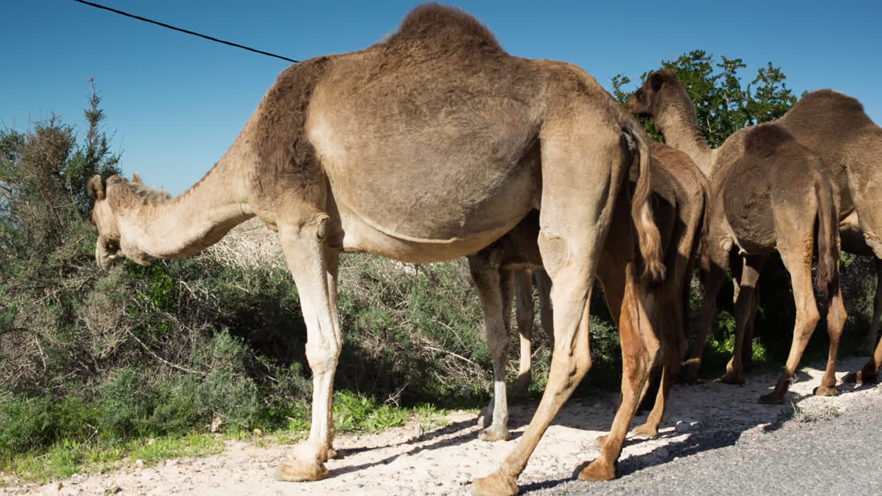 camello marruecos 14