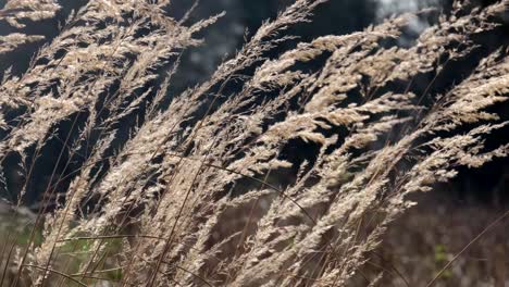 A-crop-of-winter-grasses-swaying-in-a-light-Spring-breeze,-England