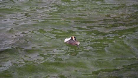 water bird meticulously preening itself presents graceful ritual scene