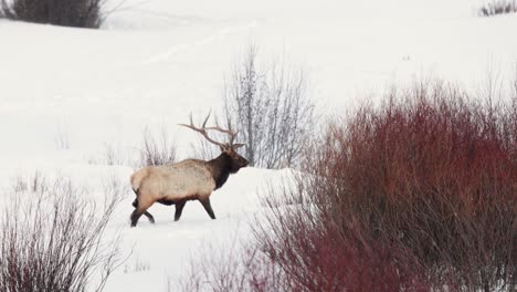 bull elk in the winter in montana