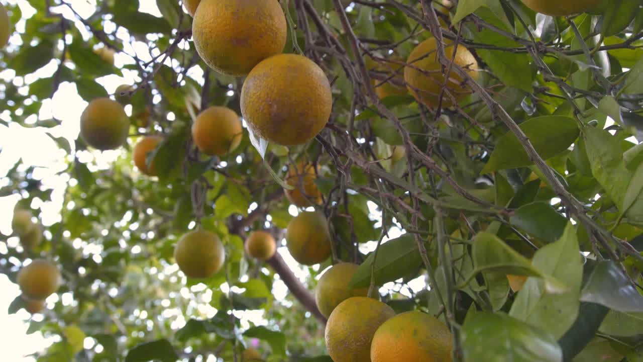 las naranjas de cosecha propia están casi maduras en el árbol