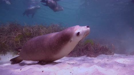 australian sea lions neophoca cinerea hopkins island port lincoln south australia 4k