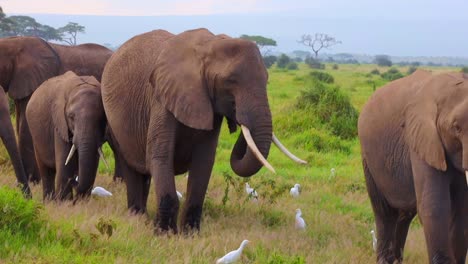 elephants with red skin because of dust in tsavo east nationalpark, kenya, africa