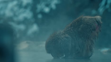 a japanese snow monkey drinks from the steamy waters of a foggy onsen, surrounded by snow in the enchanting jigokudani valley.