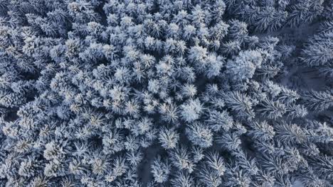 aerial top-down over snowy mountain forest