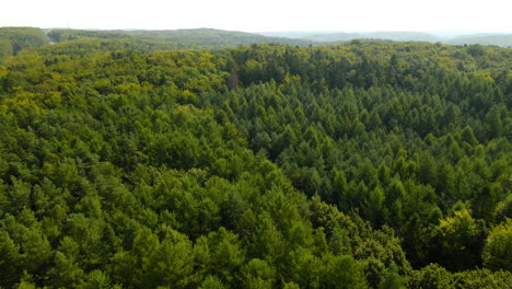 Parque-Forestal-Escénico-En-Un-área-Silvestre-Remota-Con-Un-Paisaje-Verde-En-Witomino-En-Gydnia-Polonia