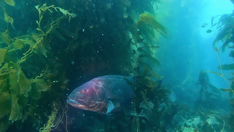 Riesiger-Schwarzer-Wolfsbarsch-Unter-Dem-Riesigen-Kelp-Im-Sauberen-Ozean