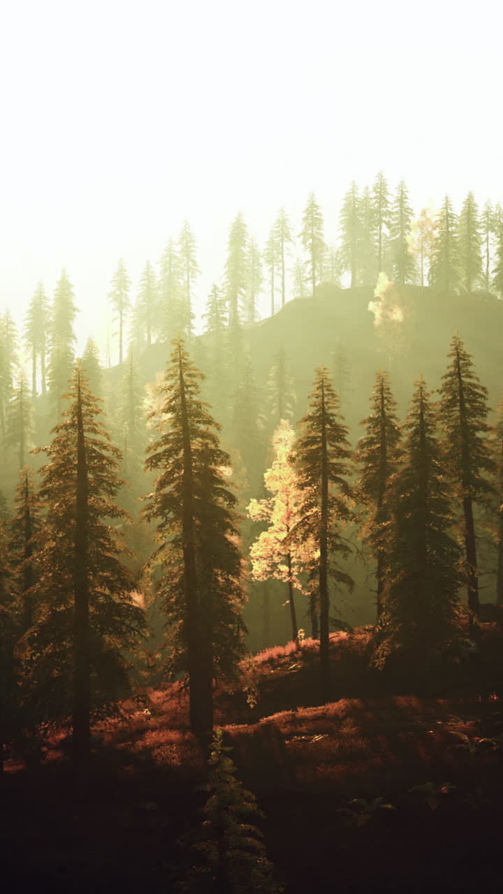 안개 숲의 해가 뜨는 것