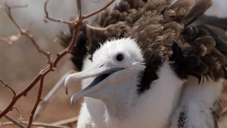 Un-Primer-Plano-De-Una-Joven-Y-Magnífica-Fragata-Cubierta-De-Plumas-Suaves-Sentada-En-Un-árbol-En-La-Isla-Seymour-Norte-Cerca-De-Santa-Cruz-En-Las-Islas-Galápagos