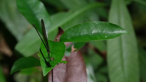 Visto-Frente-A-La-Cámara-Mientras-Está-Posado-En-Una-Hoja-En-Movimiento-Dentro-De-La-Selva-Tropical,-Gloria-Del-Bosque-De-Alas-Claras,-Vestalis-Gracilis,-Parque-Nacional-Khao-Yai,-Tailandia