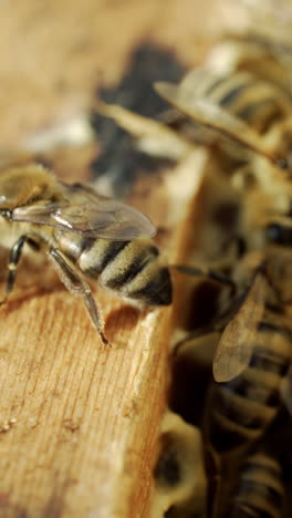 some bees crawling inside of their beehive in a sunny day. bees working at processing thier pollen into an healthy wax. macro shot vertical video