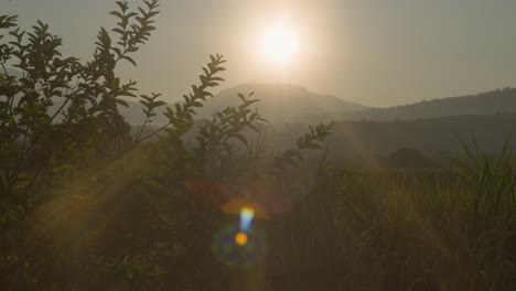 sugar cane plantation at sunrise