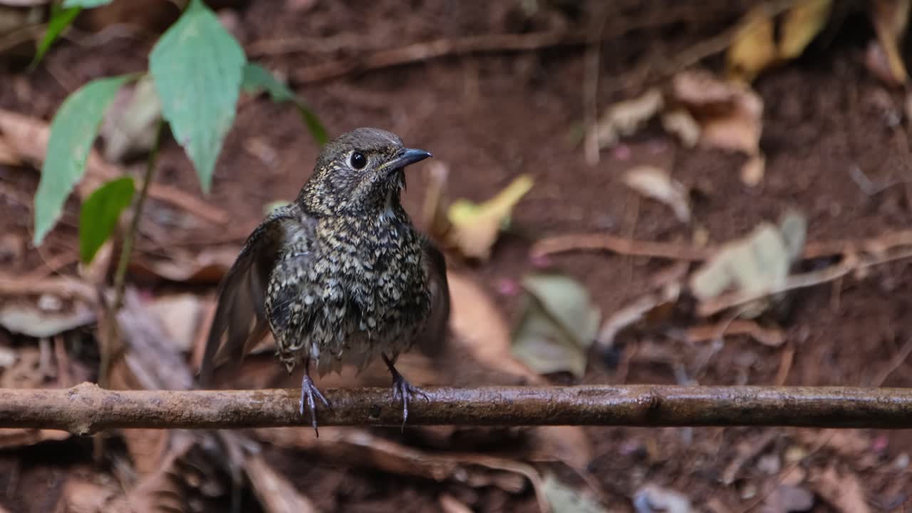 la cámara se aleja mientras este pájaro se alza en una rama sacudiendo su cuerpo para secarse, el tordo de roca de garganta blanca monticola gularis, tailandia