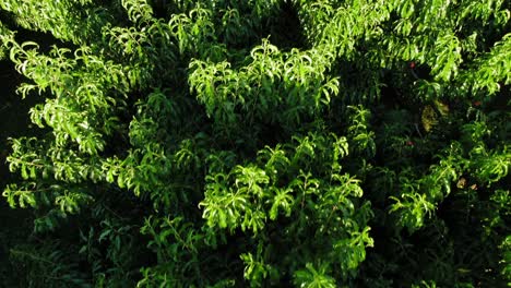 Top-down-aerial-close-up-reveals-orchard-trees-full-of-ripe-fruit