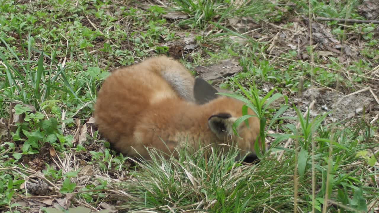 A cute cub of a red fox lies in the grass