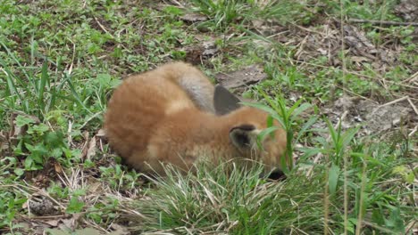 a cute cub of a red fox lies in the grass