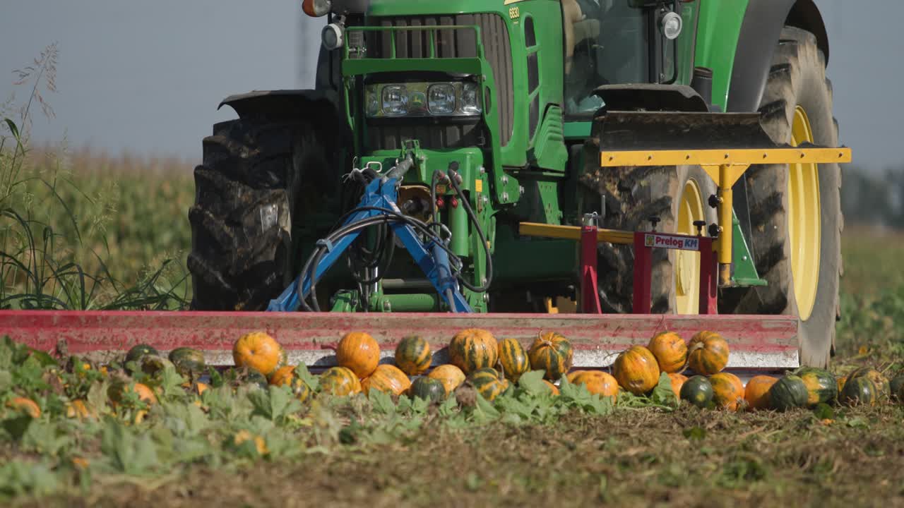 tractor recoge y empuja calabazas para la preparación de la cosecha con un tiro de cámara lenta de cerca