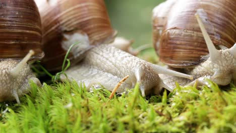 helix pomatia also roman snail, burgundy snail