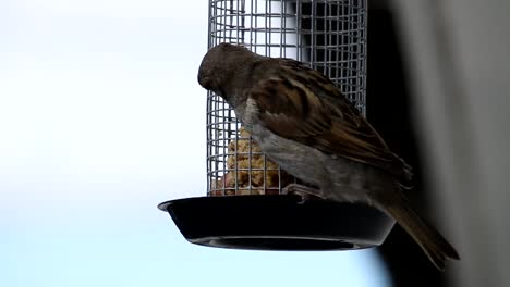 house sparrow in outdoor grabbing food from feeding cage