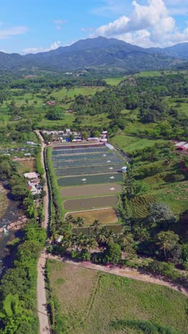 vertical aerial shot overlooking a "criadero acuicolas" (aquaculture farm) with multiple rectangular fish ponds in a lush green rural setting. food production, agriculture