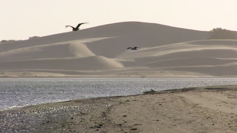 la vida en un estuario en el sur de áfrica.