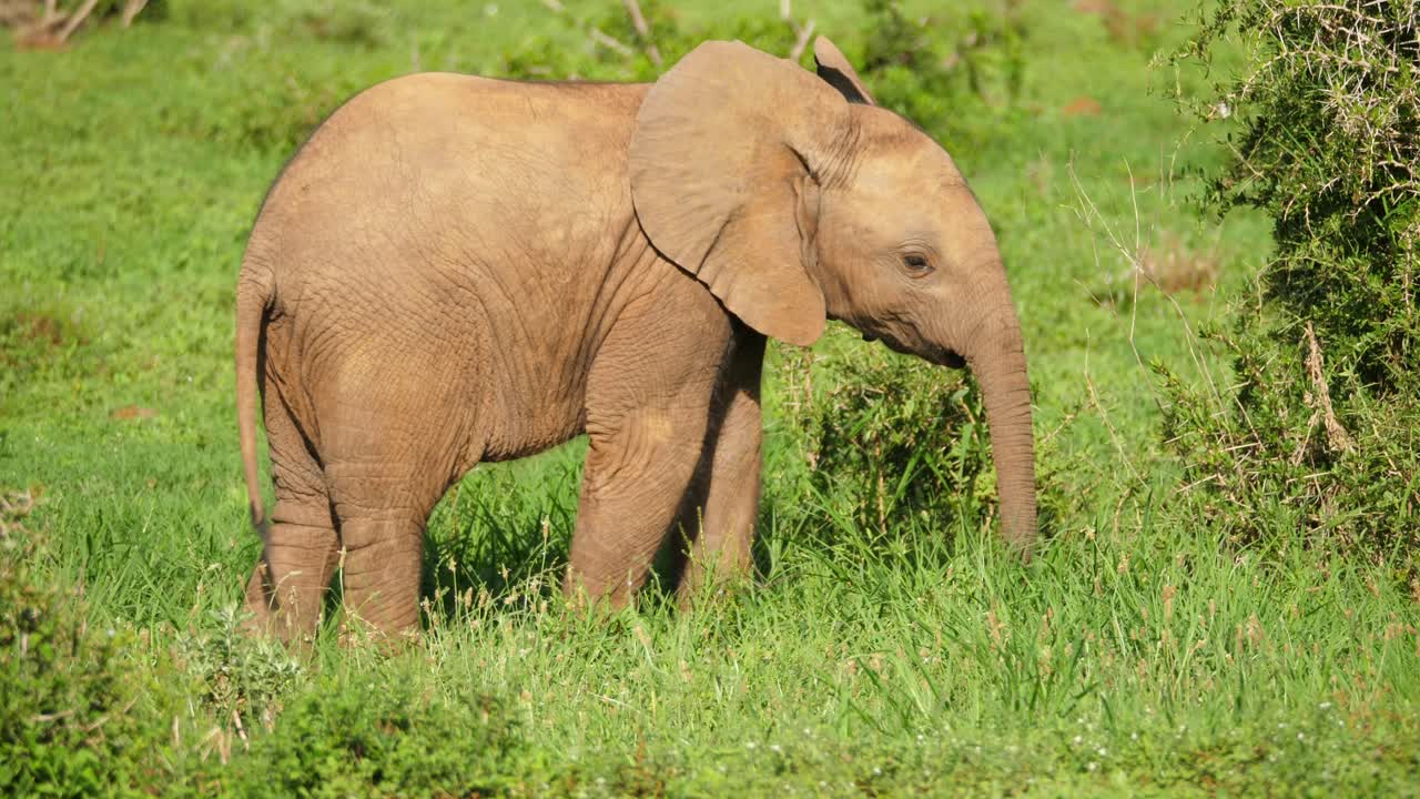 primer plano, toma en cámara lenta de un lindo elefante africano bebé explorando el entorno