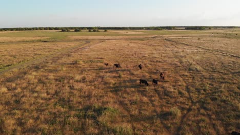 Vista-Del-Atardecer-En-El-Campo-Argentino-Con-Vacas,-Terneros-Y-Toros