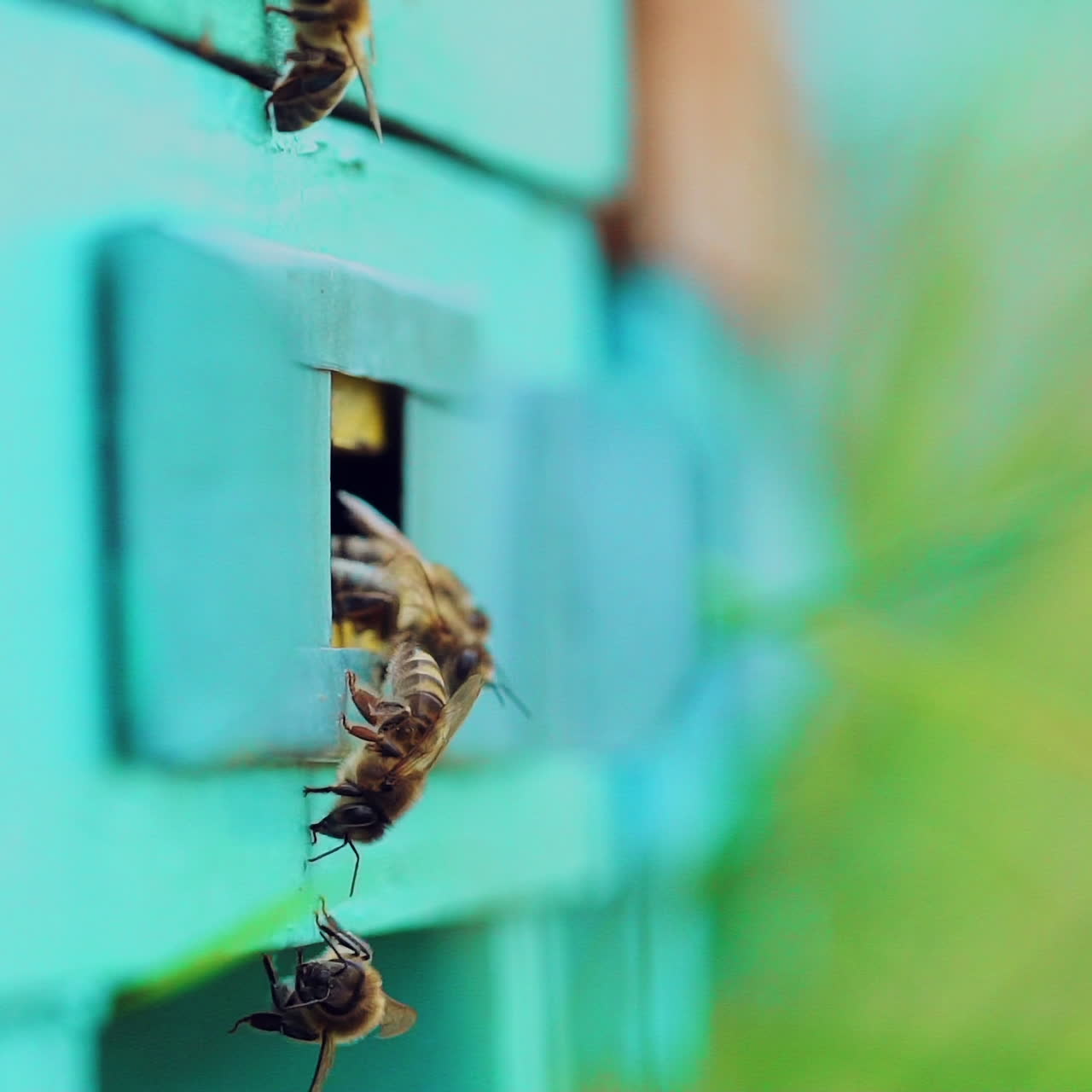 Honey bees swarming and flying around their beehive. Apiary concept. Slow motion