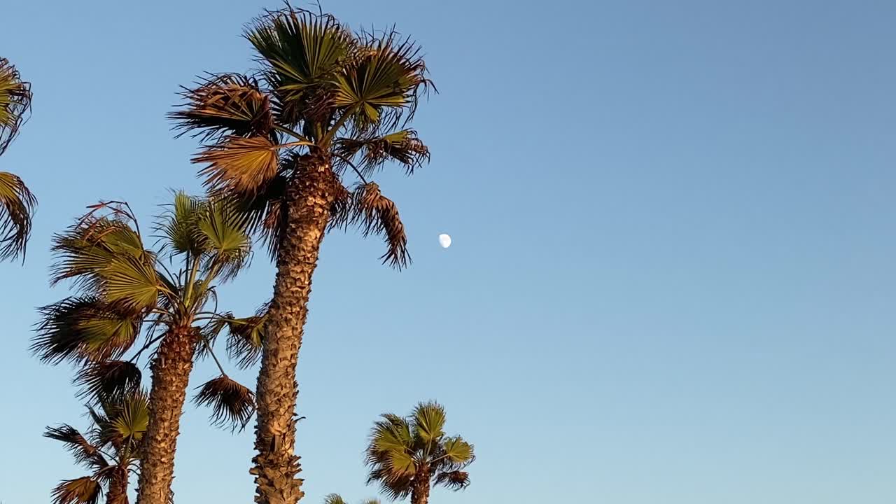 sunset view of palm trees with the moon in the background