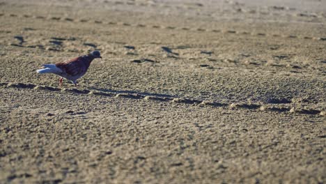 paloma en la playa durante el amanecer