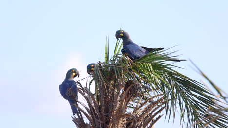 endangered lear's indigo macaw parrot perched in tropical licuri palm, bahia