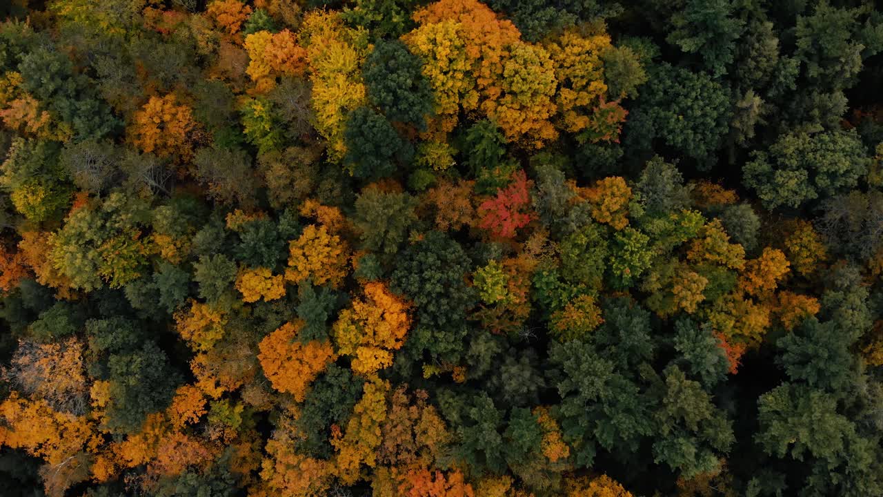 vuelo de drones sobre el bosque de otoño en canadá