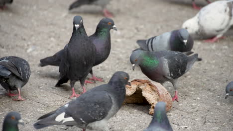 pigeon pecks at loaf of bread on new york city sidewalk