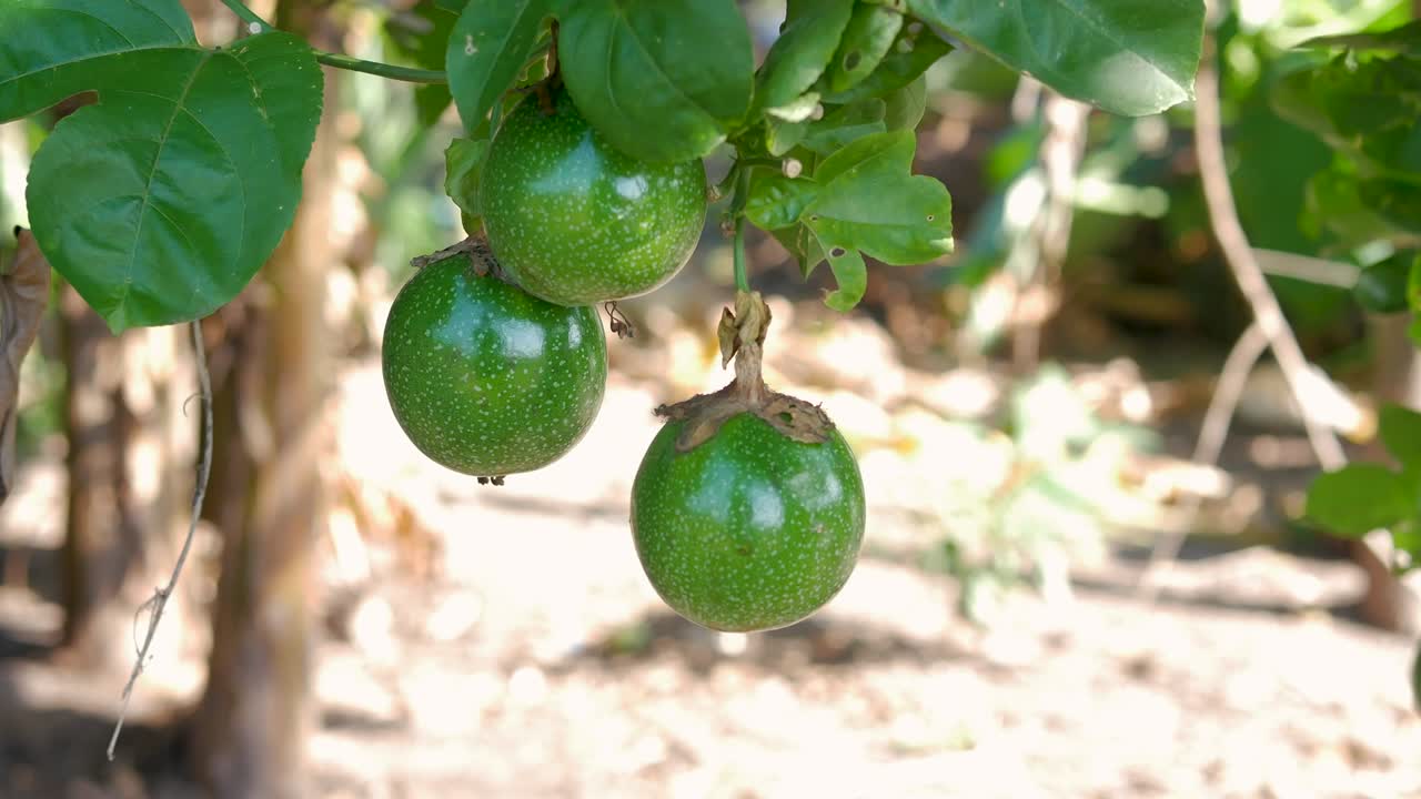primer plano de fruta de la pasión fresca y cruda con luz solar