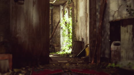 ruined abandoned overgrown by plants interior