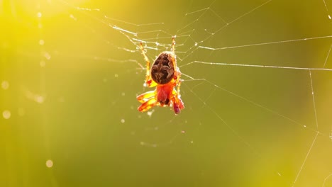 Regentropfen-Auf-Dem-Spinnennetz.-Spinnweben-In-Kleinen-Regentropfen.