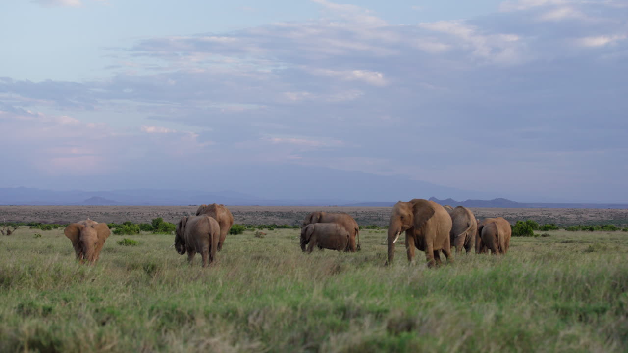 Elefanti africani di savana che pascolano sull'erba alta e verde all'alba