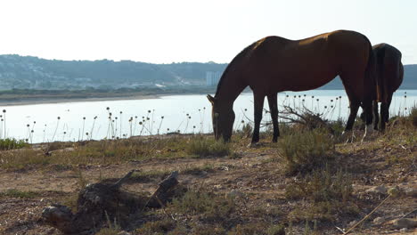 two powerful purebred minorcan horses grazing under the sun, seaside resort of son bou in the background, balearic islands, spain