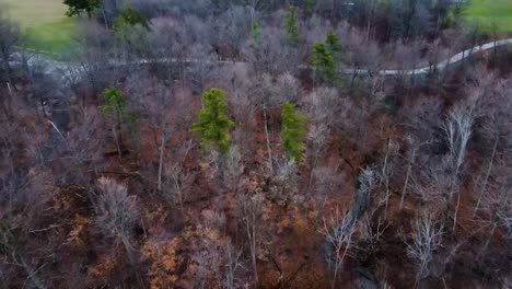 aerial top down shot of leafless autumn forest