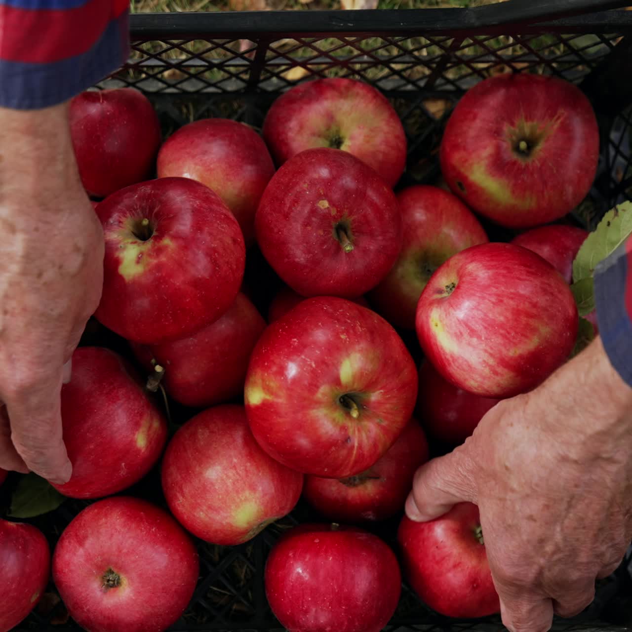 Manos de un hombre mayor moviendo manzanas en una caja de plástico. Fruta roja brillante y madura recogida en el jardín. Vista superior