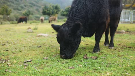 Slow-motion-shot-of-fluffy-highland-cow-grazing-with-other-cows-and-mountain-in-background-on-farm