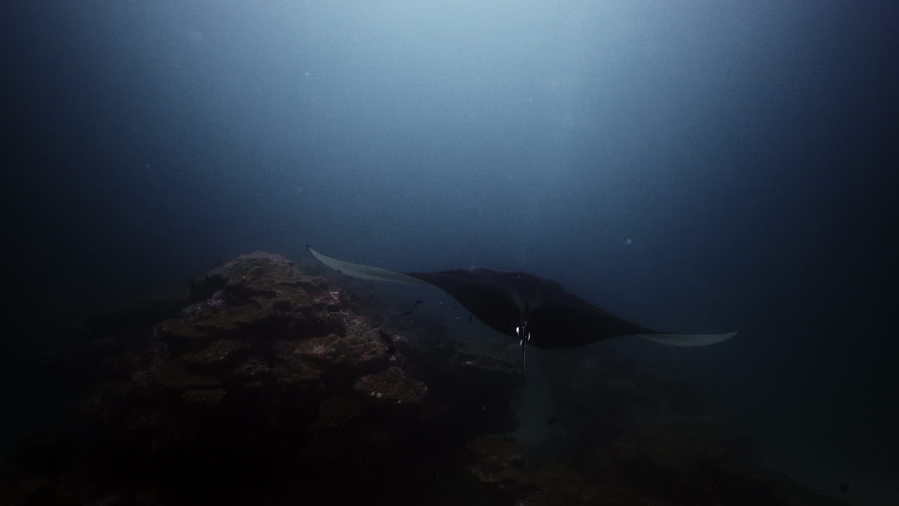 manta raya en una estación de limpieza de arrecifes de coral