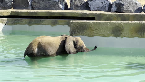 Elefante-Bebé-Nadando-En-Una-Piscina-Y-Jugando-Con-Agua