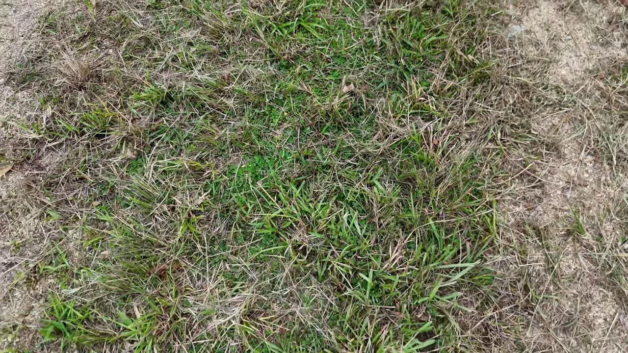 Aerial view of grass and dirt path